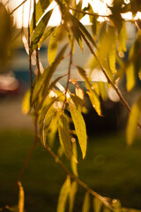 Wall Mural - autumn leaves in the sun