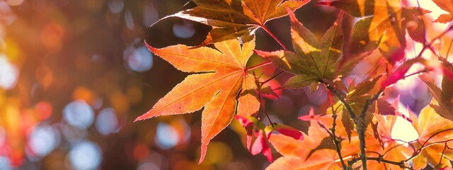 Wall Mural - closeup on beautiful red leaf of a japanese maple tree in sunny light - autumnal colors