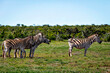 Zebra's in Addo National Park, South Africa 