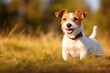 Happy jack russell terrier pet dog waiting, listening in the grass.