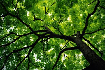 Wall Mural - Lush summer canopy. Green forest bathed in sunlight. Nature leaf beauty. Verdant tree in sun. Filtered through foliage