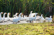 Group of white geese on the meadow in autumn day.