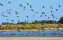 A Flock  Of Northern Pintail Ducks In Flight Over Little Salt Marsh On A Sunny Day In The Quivira National Wildlife Refuge Near Stafford, In  South Central Kansas
