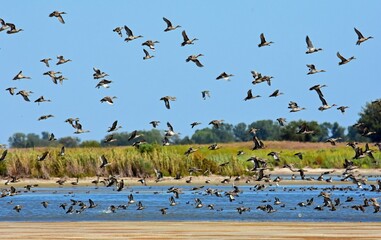 a flock  of northern pintail ducks in flight over little salt marsh on a sunny day in the quivira national wildlife refuge near stafford, in  south central kansas