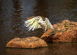 A Sulphur Crested Cockatoo using wing assist to jump from one rock to another