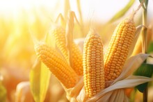 Photo Of Yellow Corns With The Kernels Attached To The Cob In Organic Corn Field Background  Made With AI Generated