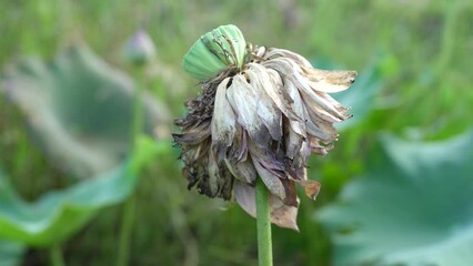 Sticker - lotus flower sways in the wind. Against the background of their green leaves. Lotus field on the lake in natural environment.