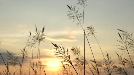 Poster - Background of grass flower silhouettes during sunset