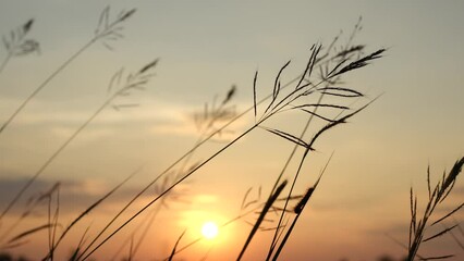 Poster - Background of grass flower silhouettes during sunset