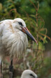 bocian stork