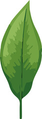 Poster - Tropical leaves in vector form arranged in a minimalist style, beautifully capturing the essence of nature's vibrancy and simplicity.
