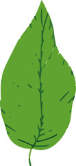 Poster - Minimalistic tropical leaves in a vibrant vector design, bringing a touch of nature and simplicity to your visual creations.