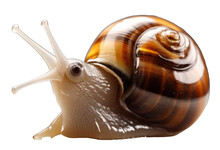 Snail Isolated On Transparent Background. Generative Ai
