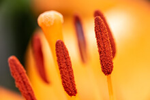 Macro Closeup Of A Vibrant Orange Lily In Bloom With Selective Focus On Polen