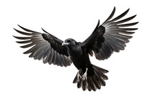 The Crow Is Flying And Looking Someting Isolated On A Transparent Background.