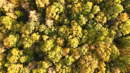 Wall Mural - Aerial view of lush forest with colorful canopies in autumn woods on sunny day. Landscape of autumnal wild nature