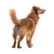 Dog wags its tail on transparent background