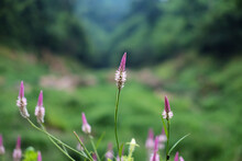 Blooming And Fresh Grass Flowers In Tropical Rain Forest And Greenery Wild Jungle. Travel In Thailand