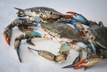 Callinectes Sapidus, Blue Crab, Invasive Species Of Crab Native To The Waters Of The Western Atlantic Ocean And The Gulf Of Mexico In A Fish Market, Close Up