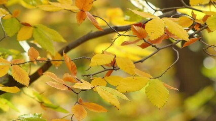 Wall Mural - Autumn has arrived! Orange leaves sway in breeze on autumn day on blurred fall background. Scene is perfect for use in fall themed projects. Video has shallow depth of field