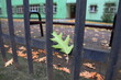 Zielony liść spadł na ogrodzenie