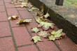 Jesienią liście spadły na chodnik