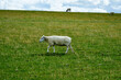 Schafe auf einer Deichwiese der Nordseeküste
