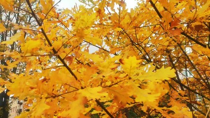 Poster - Yellow autumn oak leaves swaying in the wind.