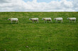 Schafe in einer Reihe auf einer Deichwiese der Nordseeküste