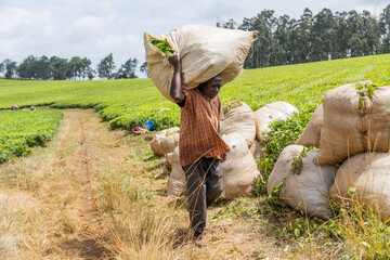 Wall Mural - A farmer carries a sack of freshly picked tea leaves in a plantation in Africa