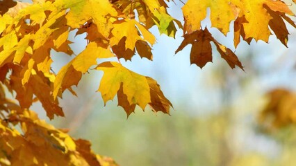 Wall Mural - Autumn is already here! Vibrant orange maple leaves sway in breeze on sunny autumn day against blurred fall background. Perfect for use in fall themed projects. Video has shallow depth of field