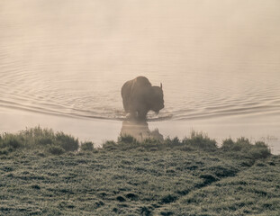 Wall Mural - Bison Fords Creek With Bow Wave About To Hit The Shore in Hayden Valley