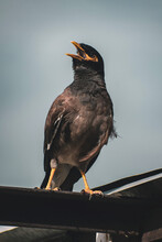 Closeup Image Of Common Myna Bird
