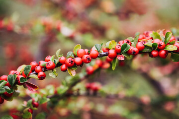 Canvas Print - Cotoneaster dammeri background. Autumn plant background. Macro of red berries and little leaves. Close-up on berries of Cotoneaster dammeri in winter. Green leaves park bush.