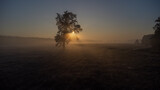 Fototapeta Zwierzęta - Mglisty wschód słońca 