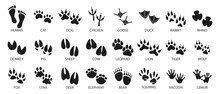 Big Set Of Footprints Of Domestic And Wild Animals. Icons, Sketch, Vector