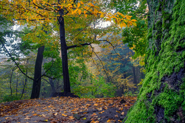 Canvas Print - Tranquil autumn forest