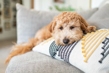 Goldendoodle Puppy Being Cute On Pillow