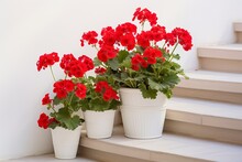 Potted Red Geranium Flowers On A Stair 