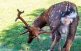 Fototapeta  - Shot of the deers in the forest. Animals