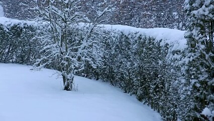 Wall Mural - snow storm in the winter garden.