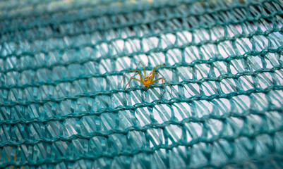 spider on net