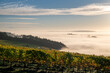 Morning sun glows atop a bank of fog in the valley below, tips of trees show, hilltop vineyard in gold glows in the light.