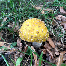 Small Yellow Amanita Muscaria Fly Mushroom With White Spots In Grass Surrounded By Leaves