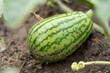 watermelon grows in the garden