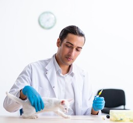 Wall Mural - Young male doctor examining sick cat