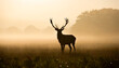 © Enzo - red deer stag silhouette in the mist