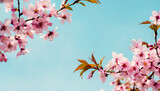 Fototapeta Natura - spring sakura background