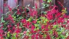 4K HD Video Of One Ruby Throated Hummingbird Drinking Nectar From Pineapple Sage Flowers With A Honey Bee Competing For The Flowers. Backyard Wood Fence Background.
