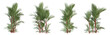 Cyrtostachys renda palm tree on transparent background, tropical plant, 3d render illustration.